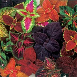 3 saksı karışık yaprak güzeli fidesi coleus kolyos