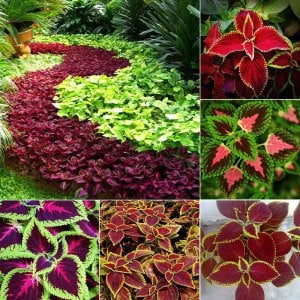 3 saksı karışık yaprak güzeli fidesi coleus kolyos