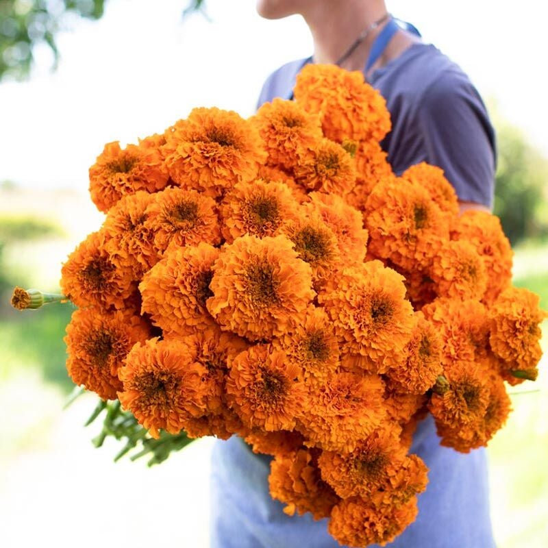 Mandarin kadife çiçeği - african marigold Tagetes erecta