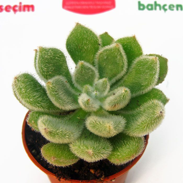 Echeveria setosa mexican sukulent bitki