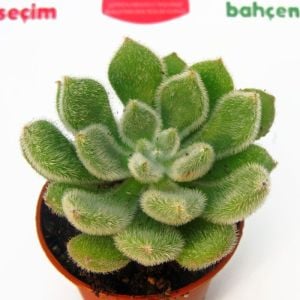 Echeveria setosa mexican sukulent bitki