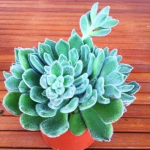 Echeveria setosa mexican sukulent bitki