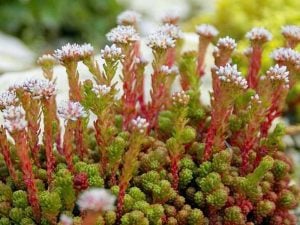 Sedum lydium sukulent bitki