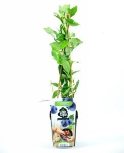 Blueberry yaban mersini fidanı Bluecrop ithal vaccinium corymbosum