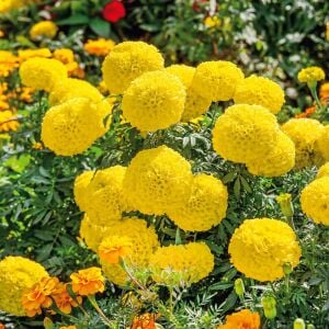 Mary Helen kadife çiçeği - african marigold Tagetes erecta