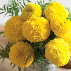 Mary Helen kadife çiçeği - african marigold Tagetes erecta