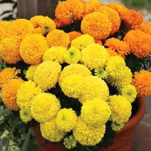 Mary Helen kadife çiçeği - african marigold Tagetes erecta