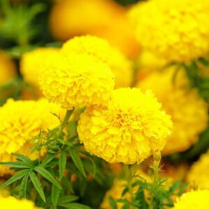 Mary Helen kadife çiçeği - african marigold Tagetes erecta