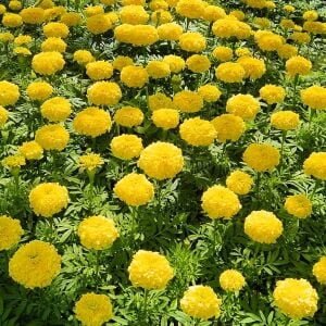 Mary Helen kadife çiçeği - african marigold Tagetes erecta