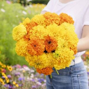 Mary Helen kadife çiçeği - african marigold Tagetes erecta