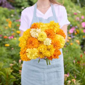 Mary Helen kadife çiçeği - african marigold Tagetes erecta