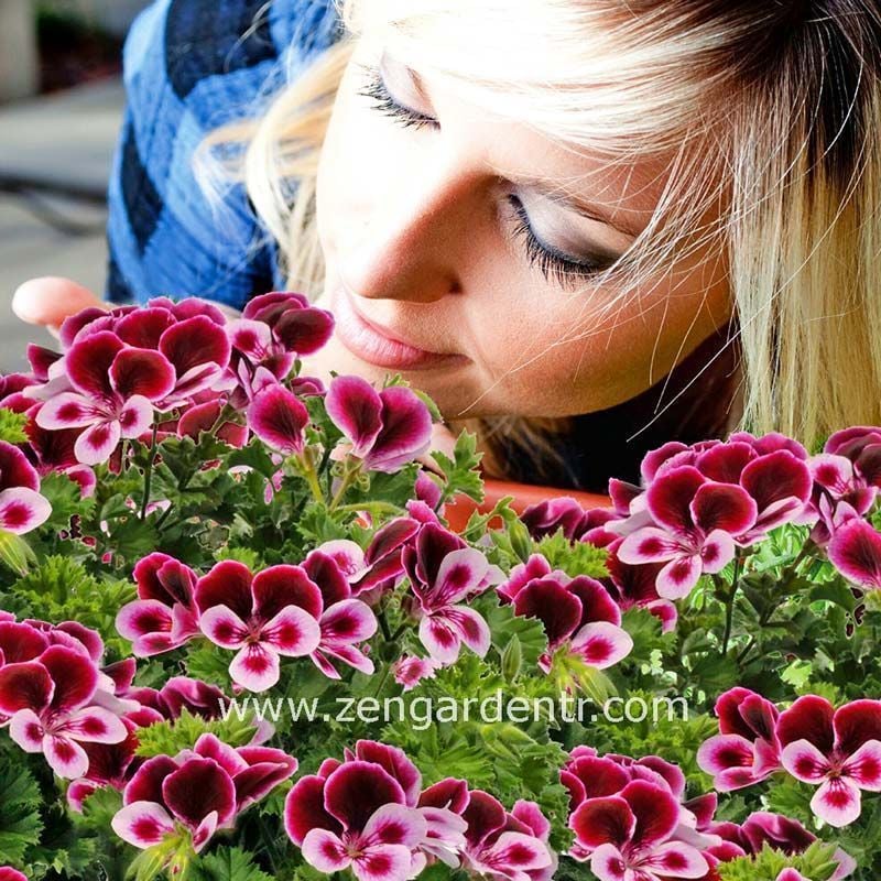 Parfüm kokulu sardunya fidesi sivrisinek kovucu pelargonium odorata perfume 7 yada 9 cm saksıda