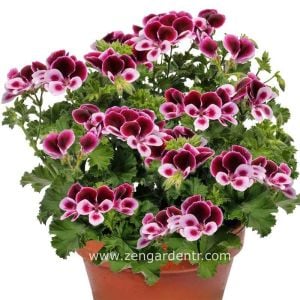 Parfüm kokulu sardunya fidesi sivrisinek kovucu pelargonium odorata perfume 7 yada 9 cm saksıda
