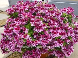 Parfüm kokulu sardunya fidesi sivrisinek kovucu pelargonium odorata perfume 7 yada 9 cm saksıda