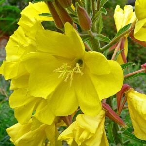 Sarı ezan çiçeği tohumu kokulu oenothera biennis