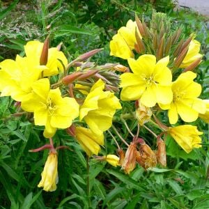 Sarı ezan çiçeği tohumu kokulu oenothera biennis