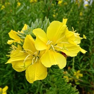 Sarı ezan çiçeği tohumu kokulu oenothera biennis