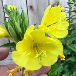 Sarı ezan çiçeği tohumu kokulu oenothera biennis