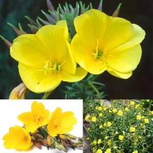 Sarı ezan çiçeği tohumu kokulu oenothera biennis