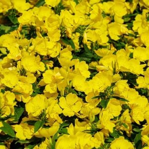 Sarı ezan çiçeği tohumu kokulu oenothera biennis