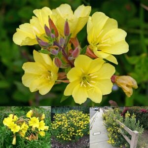 Sarı ezan çiçeği tohumu kokulu oenothera biennis