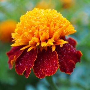 Double Tiger Eyes kadife çiçeği - french marigold Tagetes patula