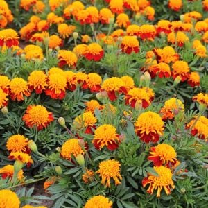 Double Tiger Eyes kadife çiçeği - french marigold Tagetes patula