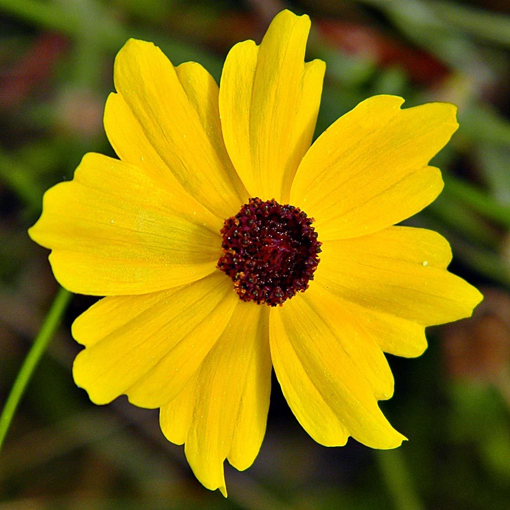 Kızgözü çiçeği tohumu bodur coreopsis leavenworthii
