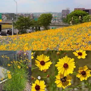 Kızgözü çiçeği tohumu bodur coreopsis leavenworthii