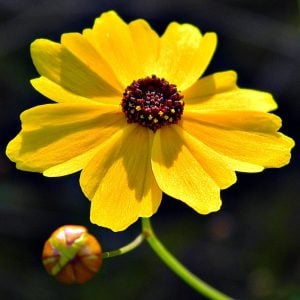 Kızgözü çiçeği tohumu bodur coreopsis leavenworthii