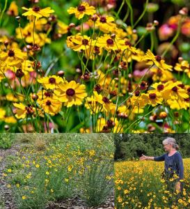 Kızgözü çiçeği tohumu bodur coreopsis leavenworthii