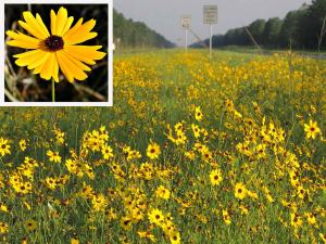 Kızgözü çiçeği tohumu bodur coreopsis leavenworthii