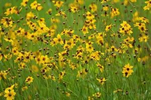 Kızgözü çiçeği tohumu bodur coreopsis leavenworthii