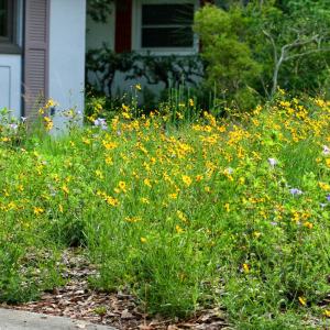 Kızgözü çiçeği tohumu bodur coreopsis leavenworthii