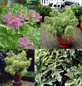 Kokulu çift renk yapraklı sardunya fidesi pelargonium lady plymouth 1 fide
