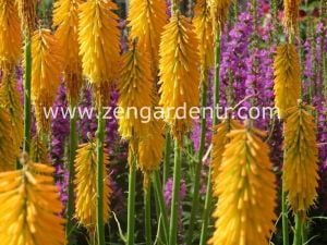 Sarı fener çiçeği soğanı kniphofia sunningdale gold
