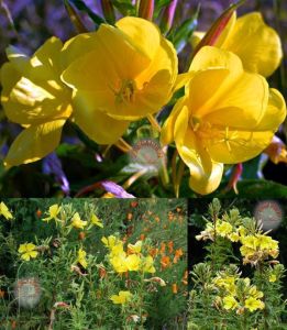 Sarı ezan çiçeği tohumu kokulu oenothera biennis