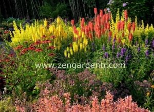 Sarı fener çiçeği soğanı kniphofia sunningdale gold