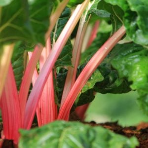 Pembe saplı pazı tohumu flamingo swiss chard