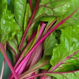 Pembe saplı pazı tohumu flamingo swiss chard