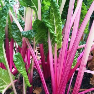 Pembe saplı pazı tohumu flamingo swiss chard
