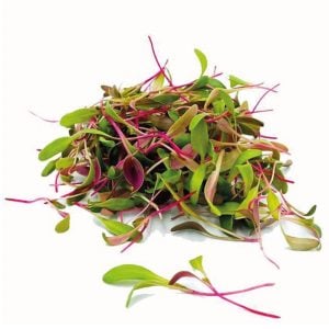 Pembe saplı pazı tohumu flamingo swiss chard