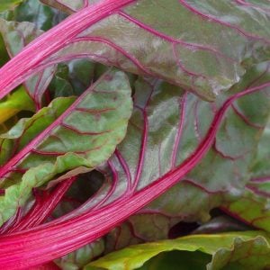 Pembe saplı pazı tohumu flamingo swiss chard