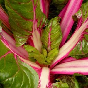 Pembe saplı pazı tohumu flamingo swiss chard