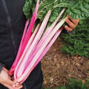Pembe saplı pazı tohumu flamingo swiss chard
