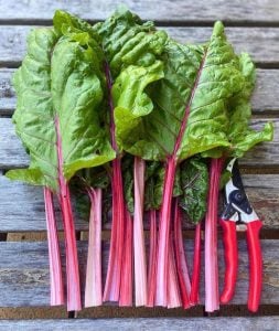 Pembe saplı pazı tohumu flamingo swiss chard