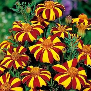Court Jester kadife çiçeği - french marigold Tagetes patula