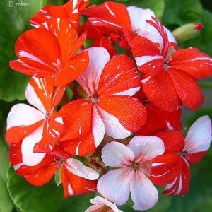 New life çift renk sardunya fidesi koleksiyon serisi