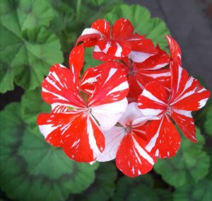 New life çift renk sardunya fidesi koleksiyon serisi