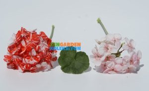 New life çift renk sardunya fidesi koleksiyon serisi